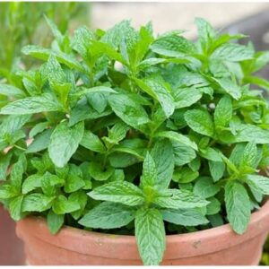 ratul-puri-organic-mint-plant