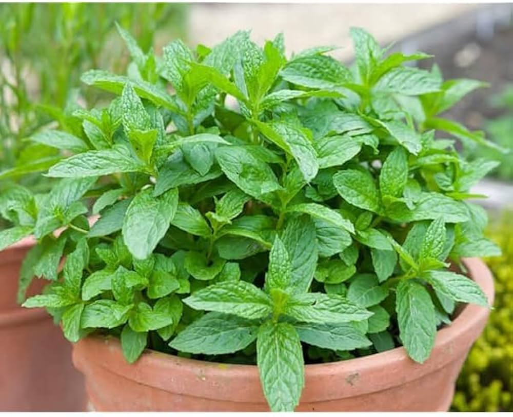 Ratul Puri Fram mint Plant