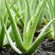 ratul-puri-organic-aloe-vera-plant